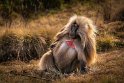 150 Simien Mountains, gelada